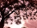 Tree branch pink light dusk
