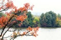 Tree branch with red leaves on a background of the river Royalty Free Stock Photo