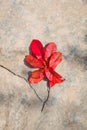 Tree branch with red leaves on natural stone background. Royalty Free Stock Photo