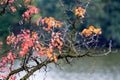 Tree branch with red and orange autumn leaves on a background of the river Royalty Free Stock Photo