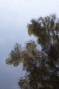 Tree Branch Reflection In Still Blue Lake Surface Royalty Free Stock Photo