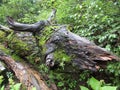 Tree branch resembling the horn and back of a Bull, Valley of Flowers