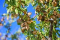 a tree branch with ripe almond fruits on a clear sky background Royalty Free Stock Photo