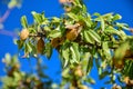 a tree branch with ripe almond fruits on a clear sky background Royalty Free Stock Photo