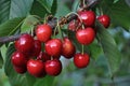 On a tree branch, ripe berries Prunus avium cherry