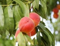 On the tree branch ripe peach fruits