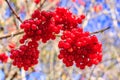 Tree branch of ripe red viburnum berries on blue sky background. Autumn close up nature background. Snowball guelder-rose clusters Royalty Free Stock Photo