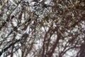 Tree branch shadows with blur black and white Royalty Free Stock Photo