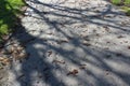 Bare tree branch shadows on the walkway Royalty Free Stock Photo