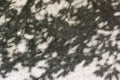 Tree branch shadows on the walkway Royalty Free Stock Photo