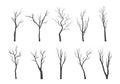 Tree branch silhouette set. Bare twisting stems of plants with various tracery forms of growth winter with no forest
