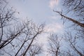 Tree branch silhouette.