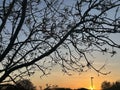 Tree branch silhouette with sun set in background Royalty Free Stock Photo
