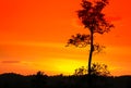 Tree and branch silhouette at sunset yellow - orange in sky beautiful landscape on nature Royalty Free Stock Photo