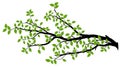 Tree Branch Silhouette, Vector Graphics Royalty Free Stock Photo