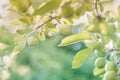 Small green apples and leaves on branch in spring with sparkling sunset light in background Royalty Free Stock Photo