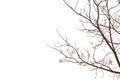 Tree branch with small yellow flower isolated on white background. Royalty Free Stock Photo