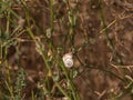 Tree branch with snails. Nature