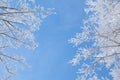 Tree branch in snow and hoar frost Royalty Free Stock Photo