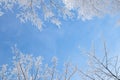 Tree branch in snow and hoar frost Royalty Free Stock Photo