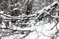 tree branch in the snow. Snowy forest. winter has come. frosty morning Royalty Free Stock Photo