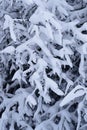 Tree branch with snow in the winter