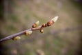 Tree branch in spring