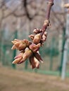 Tree branch in spring ready to release leaves