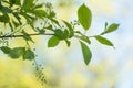 Tree branch in spring with young leaves on a blurred background. Soft focus. Copy space. Natural background Royalty Free Stock Photo