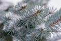 tree branch spruce close-up macro bokeh background outdoor snow