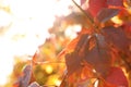 Tree branch with sunlit bright leaves in park. Autumn