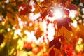 Tree branch with sunlit bright leaves in park. Autumn season