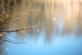 Tree branch with swollen buds above the river