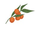 Tree branch of tangerines with leaves. Ripe fruits of orange mandarins. Fresh ripened clementines on twig. Realistic