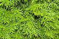 Tree branch of Thuja close-up