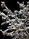 Tree branch under snow in black and white