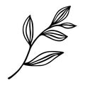 Tree branch vector icon. Veins on leaves with a stem. Black outline, doodle