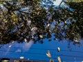 a tree branch visible from the reflection of the car