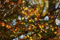 Tree branch in wam autumn light Royalty Free Stock Photo