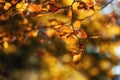 Tree branch in wam autumn light Royalty Free Stock Photo