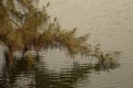 Tree branch on the water edge of the lake at rabindra sarobar, kolkata