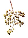 tree branch on a white background