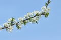 A tree branch with white flowers against a blue sky. Cherry, apricot, apple, pear, plum or sakura blossoms. Close-up Royalty Free Stock Photo