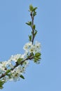 A tree branch with white flowers against a blue sky. Cherry, apricot, apple, pear, plum or sakura blossoms. Close-up Royalty Free Stock Photo