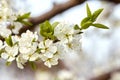 A tree branch with white flowers and young leaves. Cherry, apricot, apple, pear, plum or sakura trees in bloom. Close-up on a Royalty Free Stock Photo