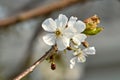 A tree branch with white flowers and young leaves. Cherry, apricot, apple, pear, plum or sakura trees in bloom. Close-up on a Royalty Free Stock Photo