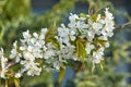 A tree branch with white flowers and young leaves. Cherry, apricot, apple, pear, plum or sakura trees in bloom. Close-up on a Royalty Free Stock Photo