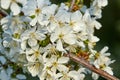 A tree branch with white flowers and young leaves. Cherry, apricot, apple, pear, plum or sakura trees in bloom. Close-up on a Royalty Free Stock Photo