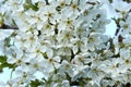 A tree branch with white flowers and young leaves. Cherry, apricot, apple, pear, plum or sakura trees in bloom. Close-up on a Royalty Free Stock Photo