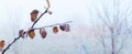 A tree branch in the winter garden is covered with frost and hoarfrost Royalty Free Stock Photo